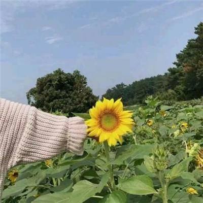 修真日记手游下载